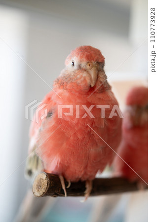 アキクサインコ 110773928