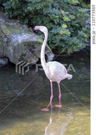 園内を自由に散歩するヨーロッパフラミンゴ 神戸どうぶつ王国 兵庫県神戸市 園内を自由に散歩するヨーロッパフラミンゴ 神戸どうぶつ王国 兵庫県神戸市 110773985