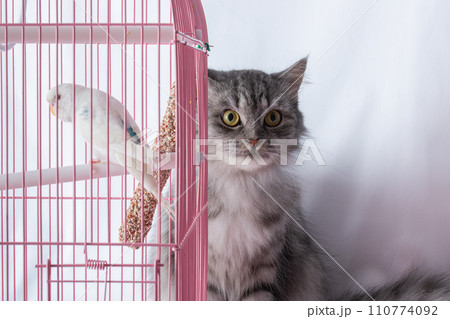 The cat is sitting near a pink cage with a wavy white parrot. Friendship and hunting of pets. 110774092