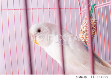 A white budgie looks out of a pink cage. A white budgie looks out of a pink cage. 110774099
