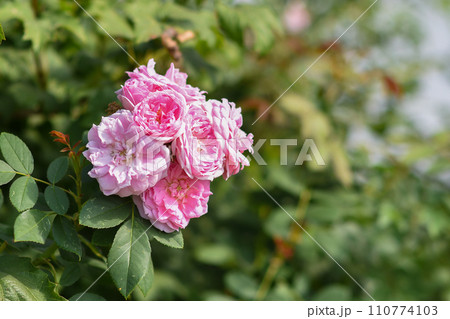 English roses close-up on a blurry background. 110774103