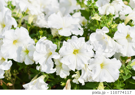 White petunia close-up on a flower bed. White petunia close-up on a flower bed. 110774117
