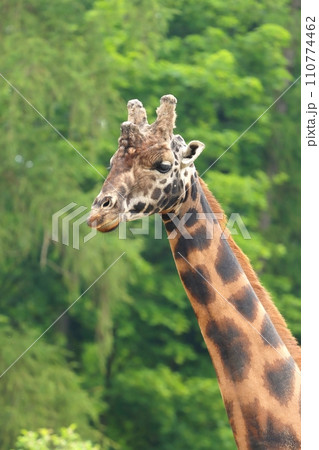 Portrait of the northern giraffe Portrait of the northern giraffe 110774462