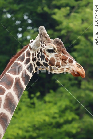 Beautiful reticulated giraffe portrait in nature 110774464