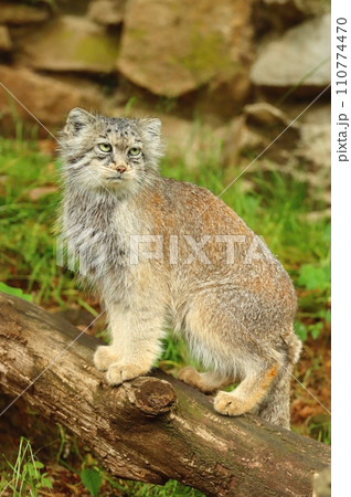 The pallas cat known as the manul The pallas cat known as the manul 110774470