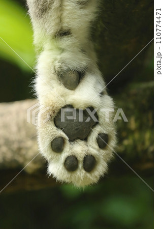 Large paw of snow leopard Large paw of snow leopard 110774471
