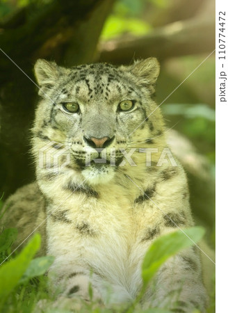 Portrait of very rare snow leopard Portrait of very rare snow leopard 110774472