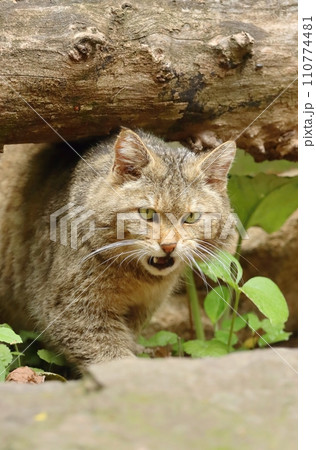 The european wildcat in forest 110774481