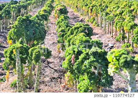 個性的な姿をしたケールの畑 110774527