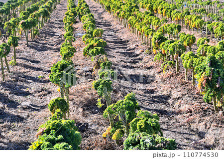 個性的な姿をしたケールの畑 110774530