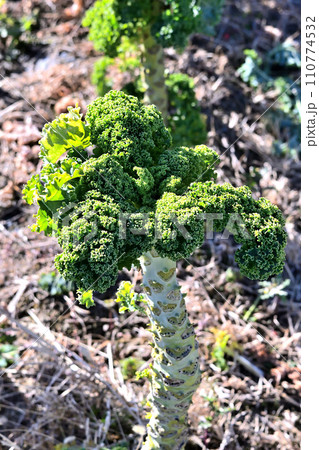 個性的な姿をしたケールの畑 個性的な姿をしたケールの畑 110774532