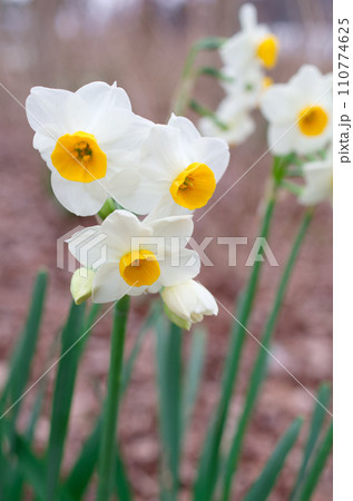 綺麗に咲いた 水仙 綺麗に咲いた 水仙 110774625