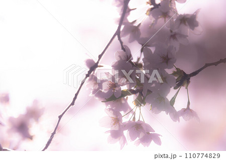朝の光と桜の花~北国の春~ 朝の光と桜の花~北国の春~ 110774829