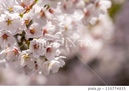 朝の光と桜の花~北国の春~ 朝の光と桜の花~北国の春~ 110774835