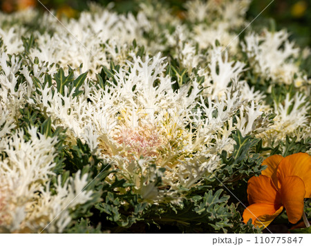 冬の花壇に咲くハボタン「白くじゃく」 110775847