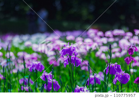 特別名所 栗林公園の花菖蒲 特別名所 栗林公園の花菖蒲 110775957