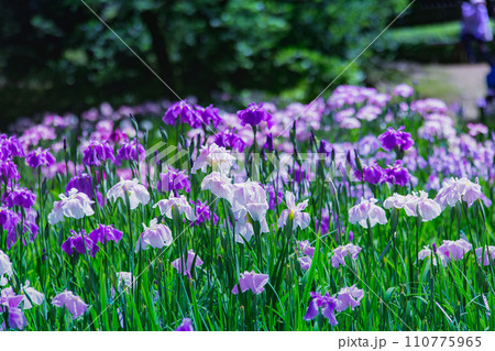 特別名所 栗林公園の花菖蒲 特別名所 栗林公園の花菖蒲 110775965