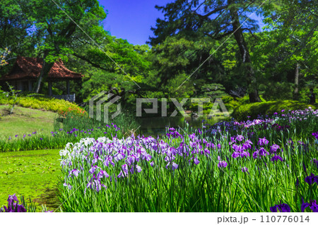 特別名所　栗林公園の花菖蒲 110776014