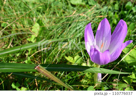 秋の陽光を浴びるクロッカス 110776037