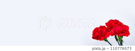 真赤な カーネーション の 花 【 母の日 の イメージ 】 110776073