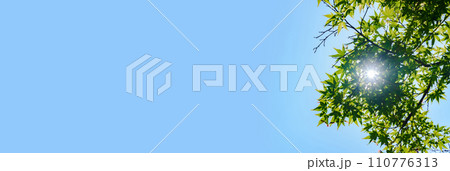 もみじ の 若葉 からの 木洩れ日 【 再生可能エネルギー の イメージ 】 110776313