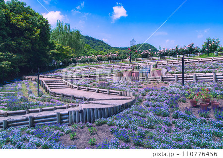 レオマワールド　バラの祭典　中四国最大級 110776456