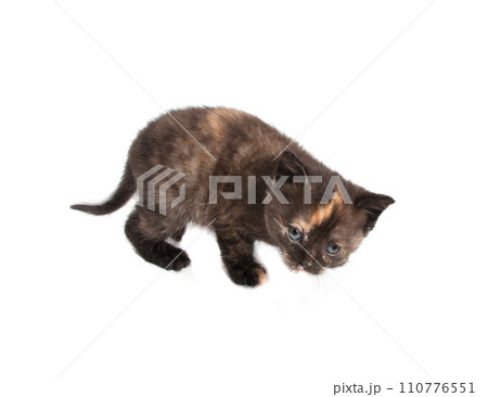 Kitten isolated on the white 110776551