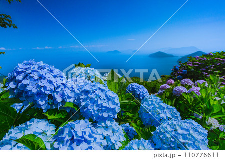 香川県内有数の紫陽花の名所 紫雲出山 香川県内有数の紫陽花の名所 紫雲出山 110776611