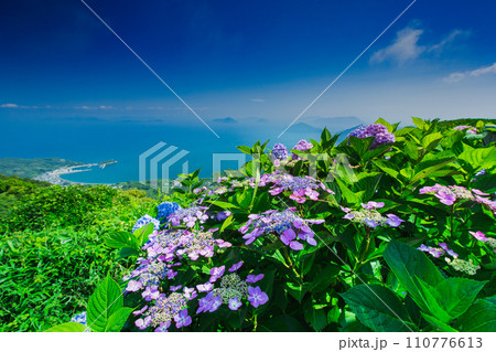 香川県内有数の紫陽花の名所　紫雲出山 110776613