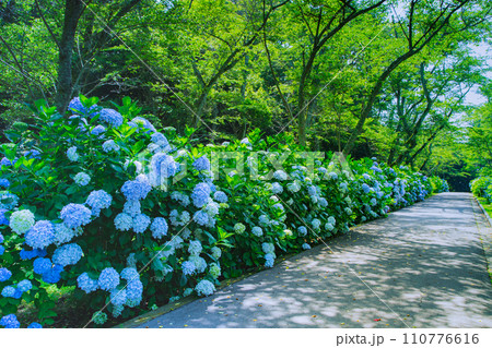 香川県内有数の紫陽花の名所 紫雲出山 香川県内有数の紫陽花の名所 紫雲出山 110776616
