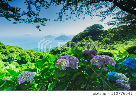 香川県内有数の紫陽花の名所　紫雲出山 110776643