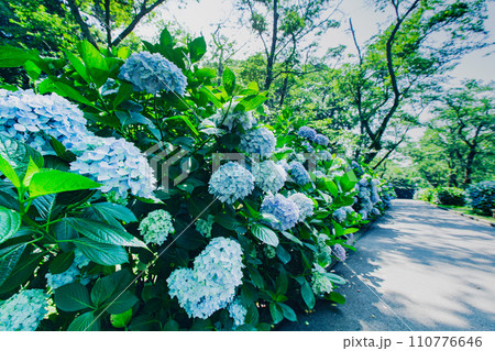 香川県内有数の紫陽花の名所　紫雲出山 110776646