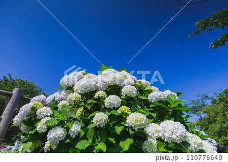 香川県内有数の紫陽花の名所　紫雲出山 110776649