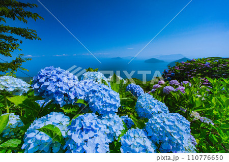 香川県内有数の紫陽花の名所　紫雲出山 110776650