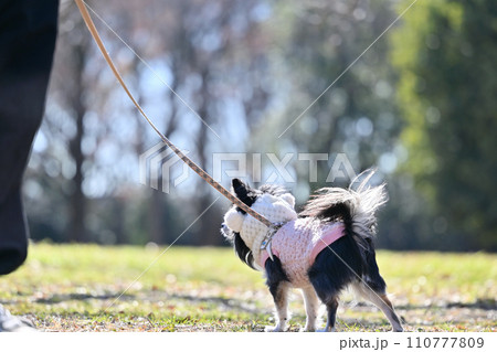 嬉しそうにシッポを上げるチワワと飼い主　冬 110777809