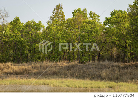 landscape of bandhavgarh national park and wild male tiger resting or camouflage in grass or grassland near water body pond and in background long tall green sal trees in forest madhya pradesh india 110777904