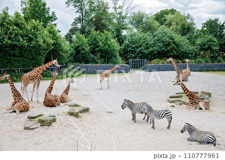 Giraffes and zebras in a wildlife park, zoo safari on sunny summer day. Activity for families with children. Giraffes and zebras in a wildlife park, zoo safari on sunny summer day. Activity for families with children. 110777961