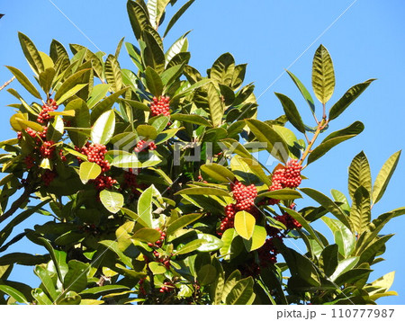 葉に字が書ける「タラヨウ」の果実 110777987