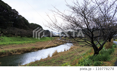 南伊豆の河津桜 南伊豆の河津桜 110778278