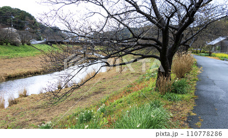 南伊豆の河津桜 110778286