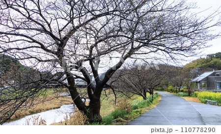南伊豆の河津桜 南伊豆の河津桜 110778290