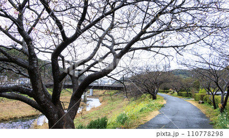 南伊豆の河津桜 110778298