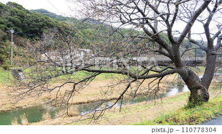 南伊豆の河津桜 110778304