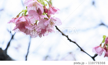 南伊豆の河津桜 110778308