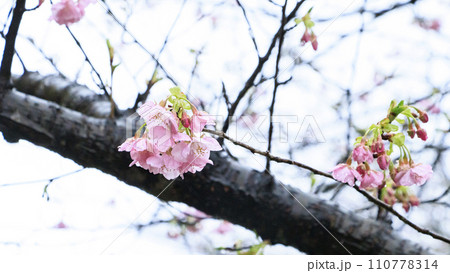 南伊豆の河津桜 110778314