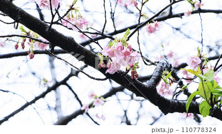 南伊豆の河津桜 110778324