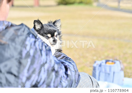 愛犬とピクニック ロングコートチワワ  愛犬とピクニック ロングコートチワワ  110778904