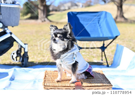チワワとピクニック キャンプ アウトドア チワワとピクニック キャンプ アウトドア 110778954