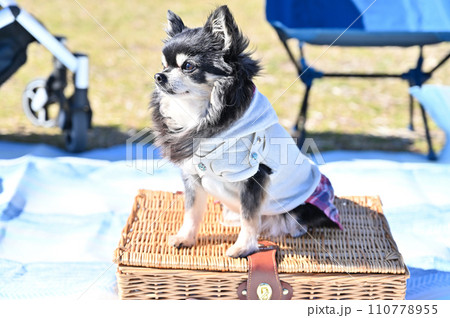チワワとピクニック キャンプ アウトドア チワワとピクニック キャンプ アウトドア 110778955