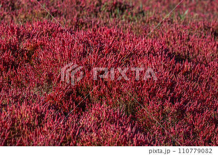 アッケシソウ サンゴ草 Native habitat of Salicornia europaea アッケシソウ サンゴ草 Native habitat of Salicornia europaea 110779082